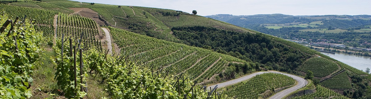 Côte Rôtie from the top of the slope